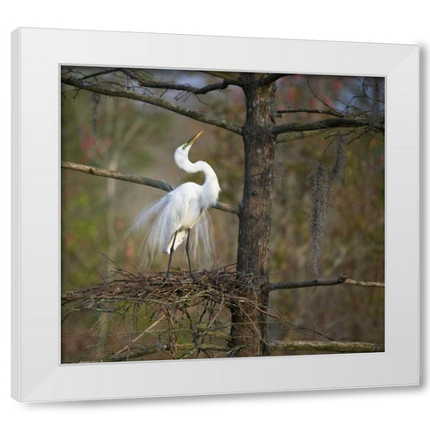 SC, Great egret in breeding plumage at nest White Modern Wood Framed Art Print by Rotenberg, Nancy