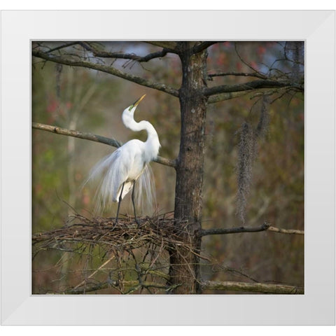 SC, Great egret in breeding plumage at nest White Modern Wood Framed Art Print by Rotenberg, Nancy