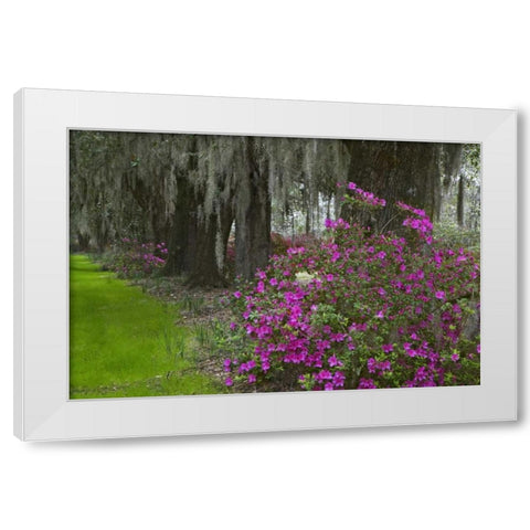 South Carolina, Charleston Plantation scenic White Modern Wood Framed Art Print by Flaherty, Dennis