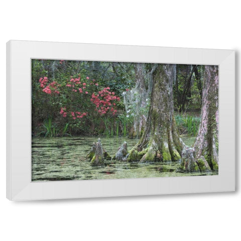 South Carolina, Charleston Trees and pond White Modern Wood Framed Art Print by Flaherty, Dennis