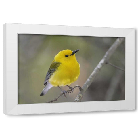 SC, Harleyville Prothonotary warbler on branch White Modern Wood Framed Art Print by Morris, Arthur
