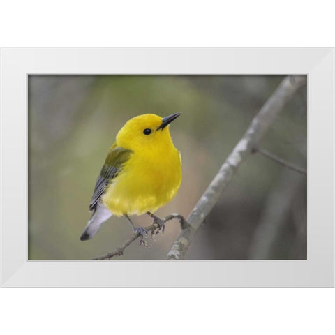 SC, Harleyville Prothonotary warbler on branch White Modern Wood Framed Art Print by Morris, Arthur