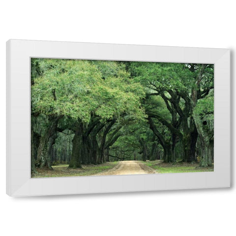 South Carolina, Charleston Spanish moss on trees White Modern Wood Framed Art Print by Flaherty, Dennis