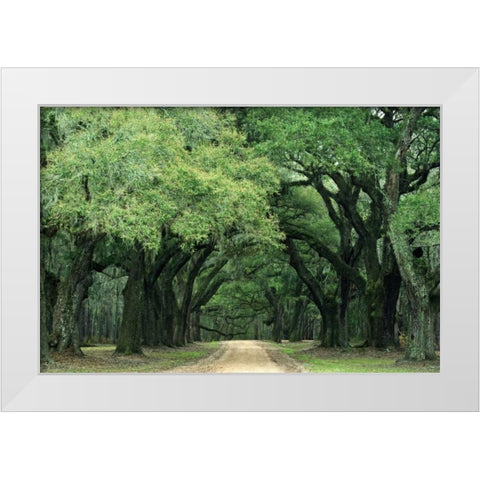 South Carolina, Charleston Spanish moss on trees White Modern Wood Framed Art Print by Flaherty, Dennis