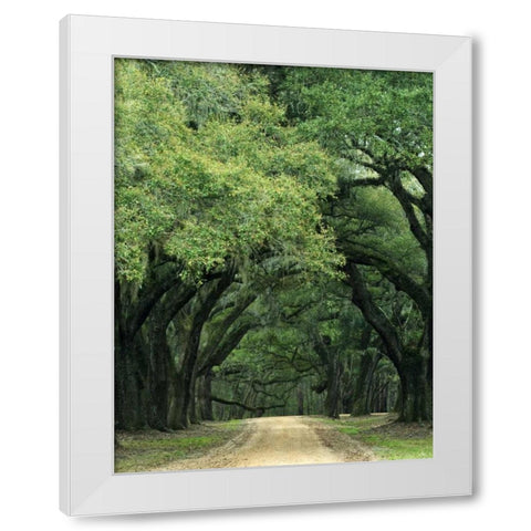 South Carolina, Charleston Spanish moss on trees White Modern Wood Framed Art Print by Flaherty, Dennis