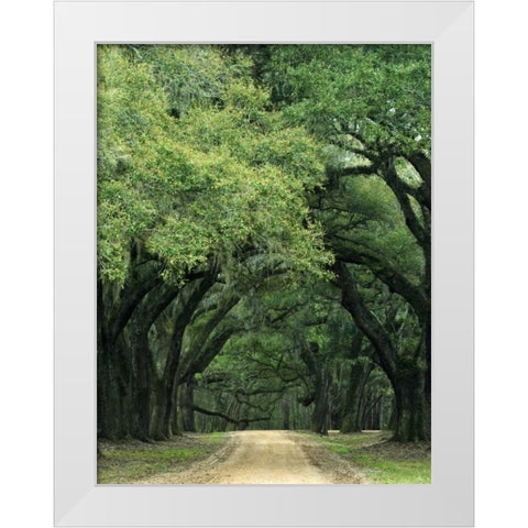 South Carolina, Charleston Spanish moss on trees White Modern Wood Framed Art Print by Flaherty, Dennis