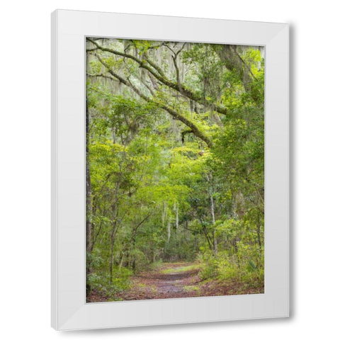 SC, Edisto Beach SP Oak trees line trail White Modern Wood Framed Art Print by Paulson, Don
