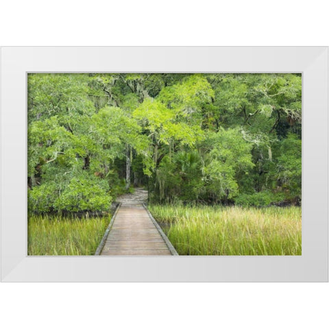 SC, Edisto Beach SP Boardwalk over swamp White Modern Wood Framed Art Print by Paulson, Don