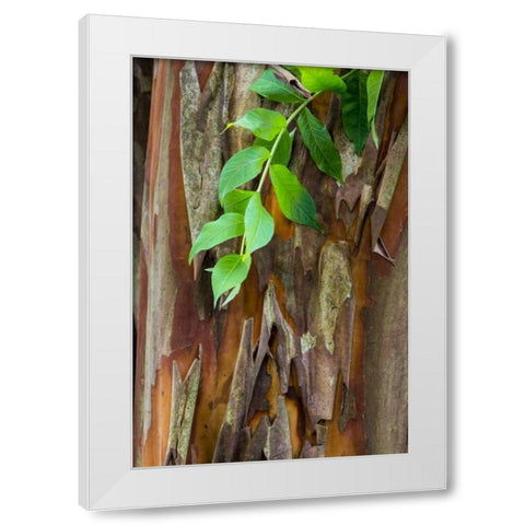 South Carolina, Charleston Crape myrtle bark White Modern Wood Framed Art Print by Paulson, Don