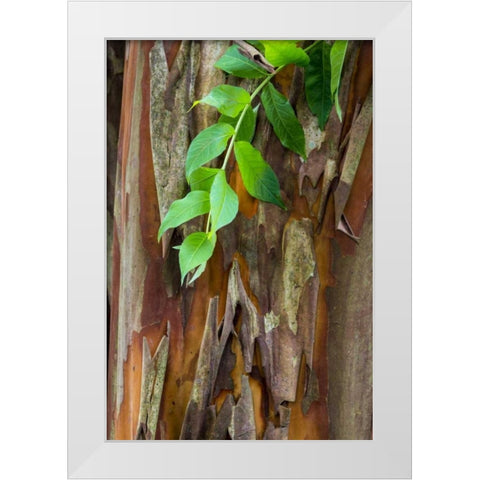 South Carolina, Charleston Crape myrtle bark White Modern Wood Framed Art Print by Paulson, Don