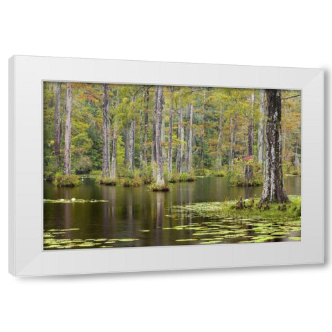 South Carolina Lily pads in cypress swamp White Modern Wood Framed Art Print by Paulson, Don