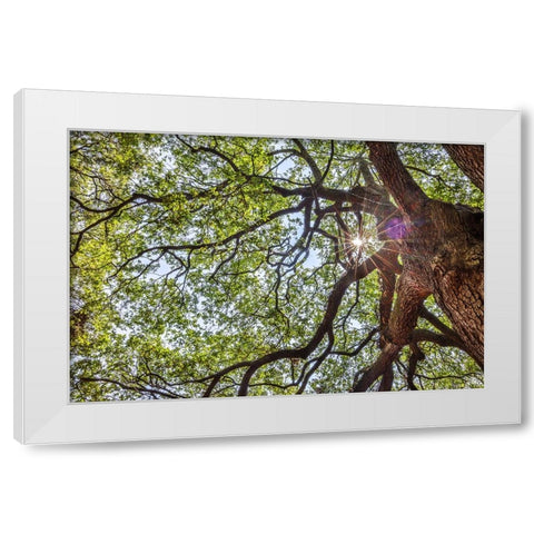 Usa-South Carolina-Charleston White Modern Wood Framed Art Print by Looney, Hollice