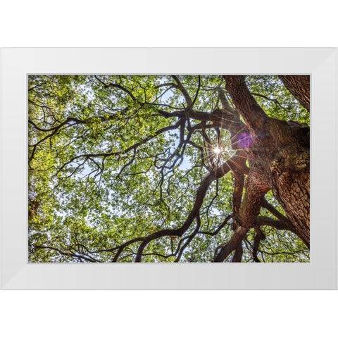 Usa-South Carolina-Charleston White Modern Wood Framed Art Print by Looney, Hollice