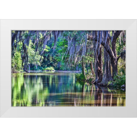 USA- South Carolina- Charleston. Magnolia Plantation White Modern Wood Framed Art Print by Looney, Hollice