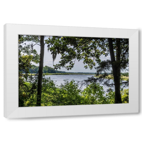 USA- South Carolina- Charleston. Middleton Plantation White Modern Wood Framed Art Print by Looney, Hollice