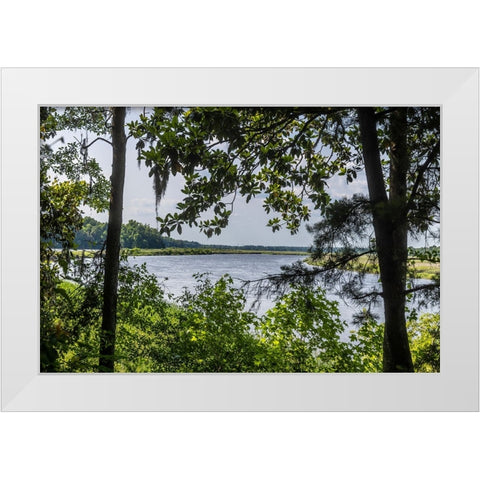 USA- South Carolina- Charleston. Middleton Plantation White Modern Wood Framed Art Print by Looney, Hollice