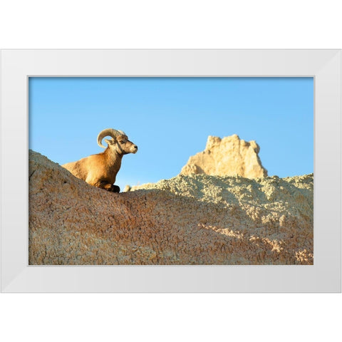 Rocky Mountain Bighorn Sheep (Ovis canadensis) Badlands National Park-South Dakota White Modern Wood Framed Art Print by Majchrowicz, Alan