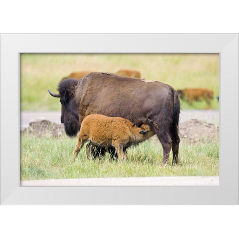 South Dakota, Custer SP Buffalo calf nursing White Modern Wood Framed Art Print by Lord, Fred