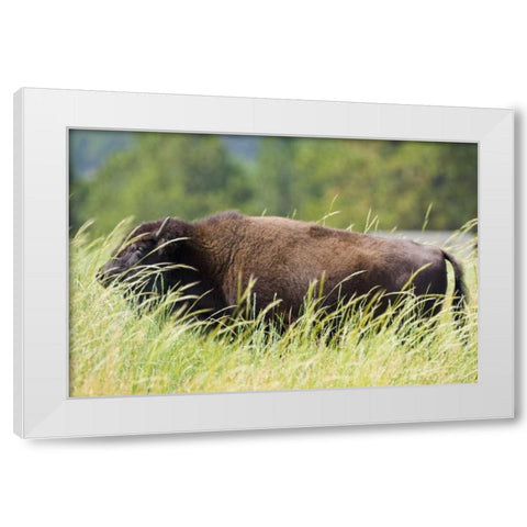 SD, Custer SP Adult buffalo in grassy field White Modern Wood Framed Art Print by Lord, Fred