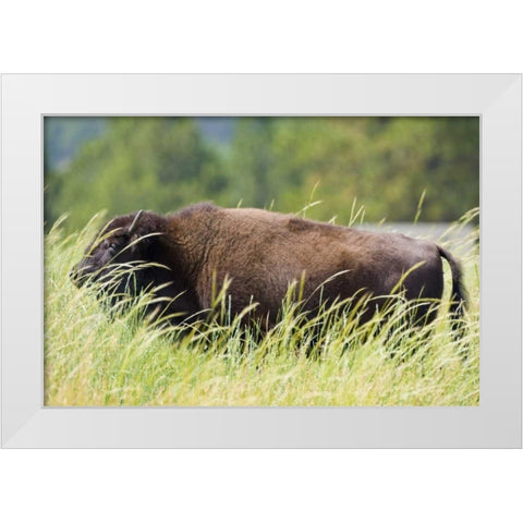 SD, Custer SP Adult buffalo in grassy field White Modern Wood Framed Art Print by Lord, Fred