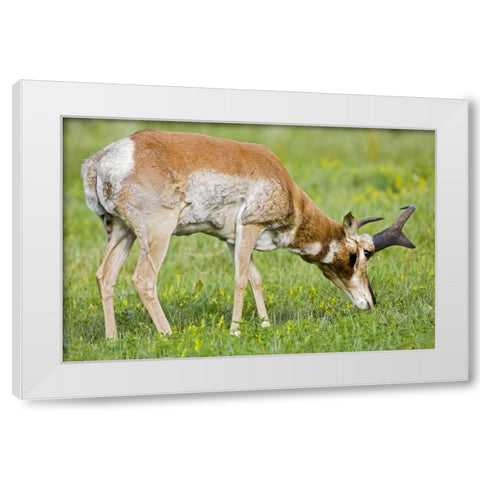 SD, Custer SP Adult male pronghorn grazing White Modern Wood Framed Art Print by Lord, Fred