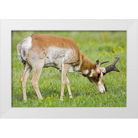 SD, Custer SP Adult male pronghorn grazing White Modern Wood Framed Art Print by Lord, Fred