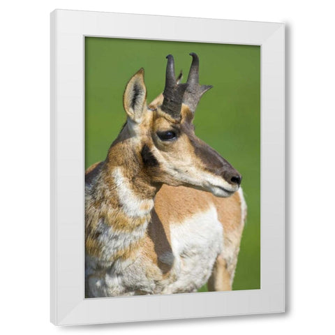 South Dakota, Custer SP Adult male pronghorn White Modern Wood Framed Art Print by Lord, Fred