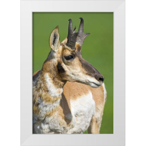 South Dakota, Custer SP Adult male pronghorn White Modern Wood Framed Art Print by Lord, Fred