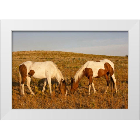 SD, Paint horses graze at a Horse Sanctuary White Modern Wood Framed Art Print by Illg, Cathy and Gordon