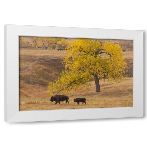 South Dakota, Custer SP Bison mother and calf White Modern Wood Framed Art Print by Illg, Cathy and Gordon
