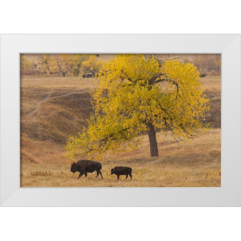 South Dakota, Custer SP Bison mother and calf White Modern Wood Framed Art Print by Illg, Cathy and Gordon
