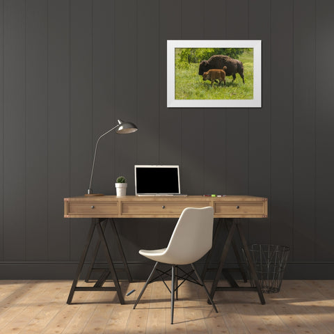 South Dakota, Custer SP Bison mother and calf White Modern Wood Framed Art Print by Illg, Cathy and Gordon
