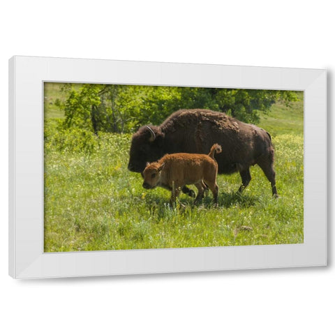South Dakota, Custer SP Bison mother and calf White Modern Wood Framed Art Print by Illg, Cathy and Gordon