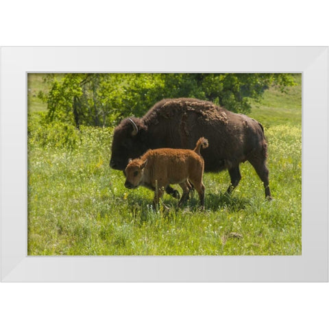 South Dakota, Custer SP Bison mother and calf White Modern Wood Framed Art Print by Illg, Cathy and Gordon