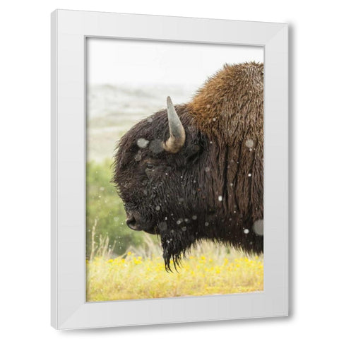 South Dakota, Custer State Park Profile of bison White Modern Wood Framed Art Print by Illg, Cathy and Gordon