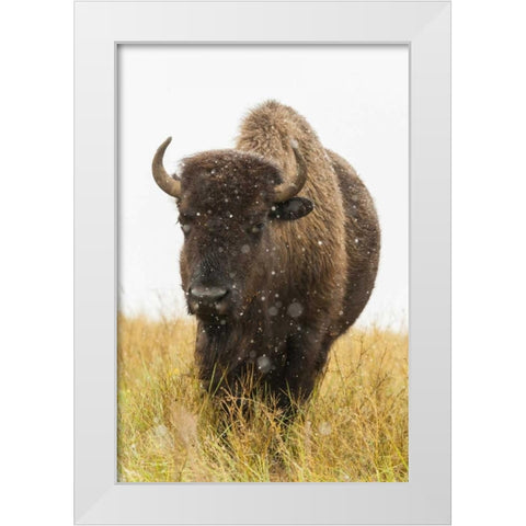 South Dakota, Custer SP Bison and snowflakes White Modern Wood Framed Art Print by Illg, Cathy and Gordon