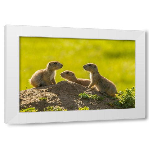 South Dakota-Custer State Park Young prairie dogs at den  White Modern Wood Framed Art Print by Jaynes Gallery