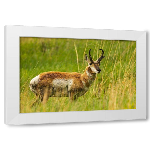 South Dakota-Custer State Park Pronghorn antelope buck  White Modern Wood Framed Art Print by Jaynes Gallery