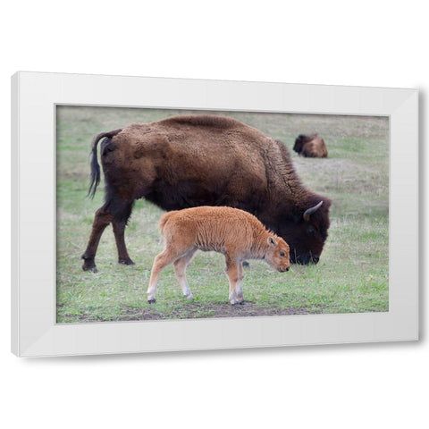 South Dakota-Custer State Park-Bison mother and calf-Bison bison White Modern Wood Framed Art Print by Wild, Jamie and Judy