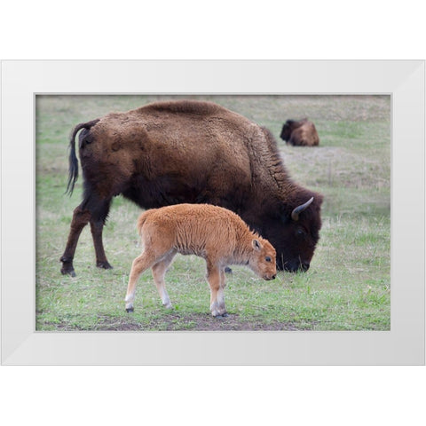 South Dakota-Custer State Park-Bison mother and calf-Bison bison White Modern Wood Framed Art Print by Wild, Jamie and Judy