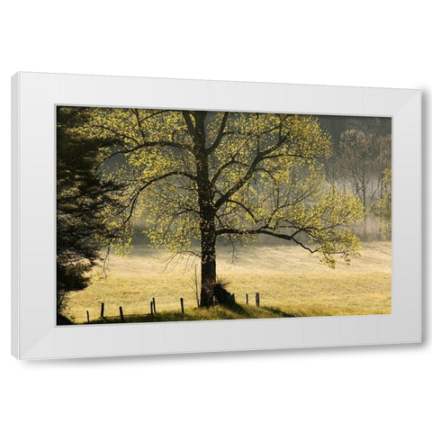 Tree backlit at sunrise-Cades Cove-Cades Cove-Smoky Mountains National Park-Tennessee White Modern Wood Framed Art Print by Jones, Adam