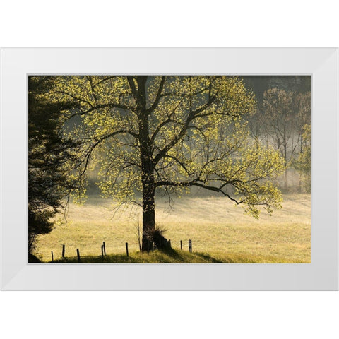 Tree backlit at sunrise-Cades Cove-Cades Cove-Smoky Mountains National Park-Tennessee White Modern Wood Framed Art Print by Jones, Adam