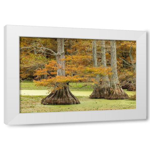 Autumn view of Bald Cypress trees-Reelfoot Lake State Park-Tennessee White Modern Wood Framed Art Print by Jones, Adam