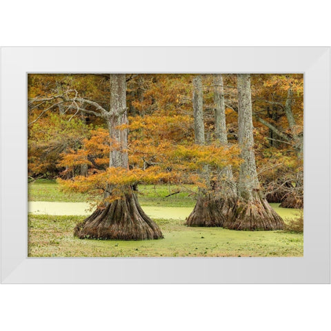 Autumn view of Bald Cypress trees-Reelfoot Lake State Park-Tennessee White Modern Wood Framed Art Print by Jones, Adam