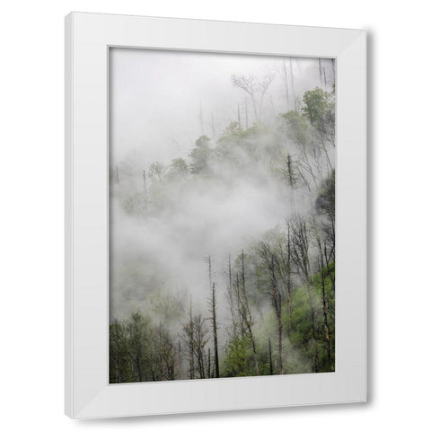 Fog drifting through black burned trees on mountain side-Great Smoky Mountains National Park White Modern Wood Framed Art Print by Jones, Adam