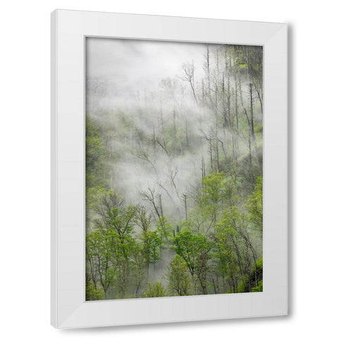 Fog drifting through black burned trees on mountain side-Great Smoky Mountains National Park White Modern Wood Framed Art Print by Jones, Adam