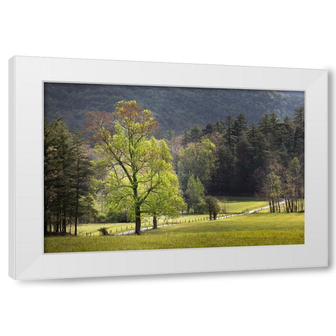 Loop road through Cades Cove passing beneath trees-Great Smoky Mountains National Park White Modern Wood Framed Art Print by Jones, Adam