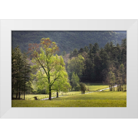 Loop road through Cades Cove passing beneath trees-Great Smoky Mountains National Park White Modern Wood Framed Art Print by Jones, Adam