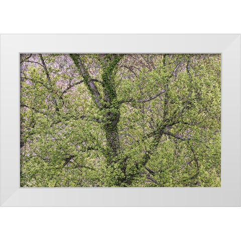 Pattern of spring leaves and tree branches-Cades Cove-Great Smoky Mountains National Park-Tennessee White Modern Wood Framed Art Print by Jones, Adam