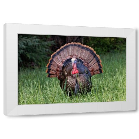 Male wild turkey in full breeding display Great Smoky Mountains-National Park-Tennessee White Modern Wood Framed Art Print by Jones, Adam